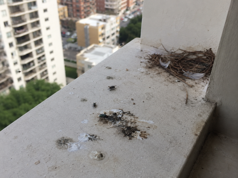 Lire la suite à propos de l’article Les fientes de pigeons attirent-elles des insectes ?