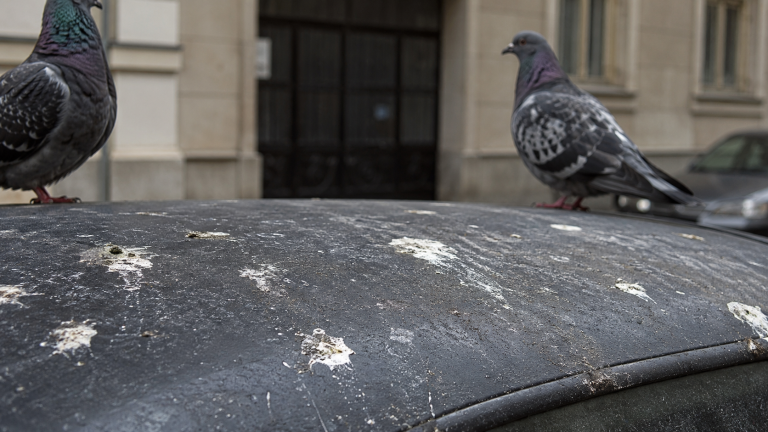 Lire la suite à propos de l’article Les fientes de pigeons sont-elles corrosives ?